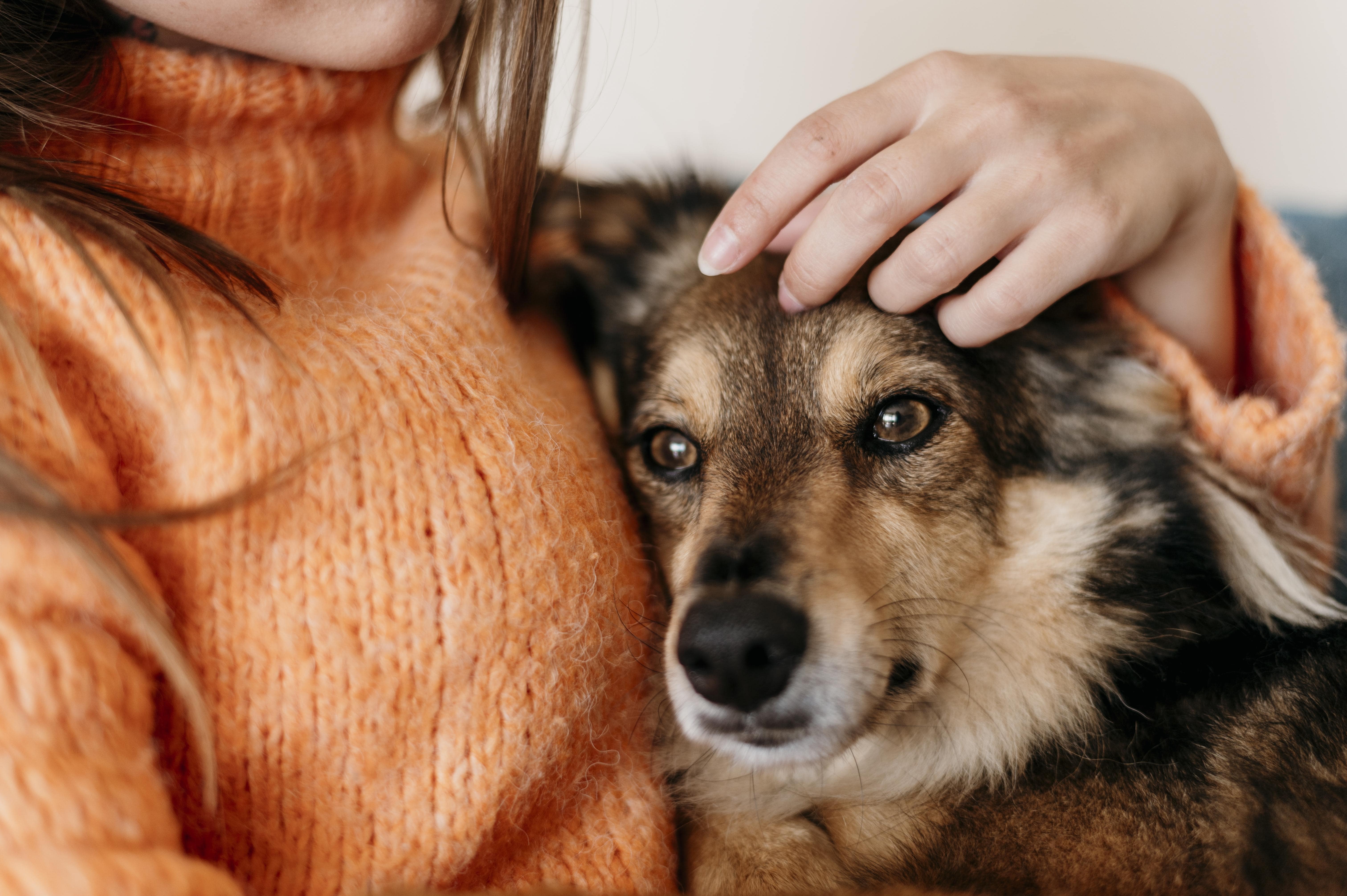 cani carattere e temperamento cani carattere e temperamento