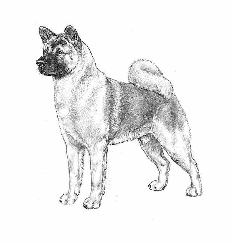 akita americano