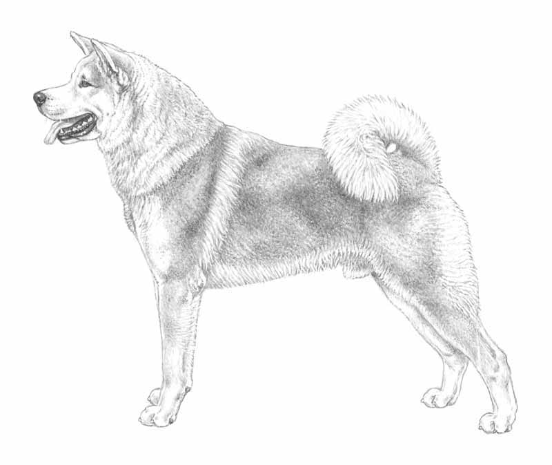 akita inu