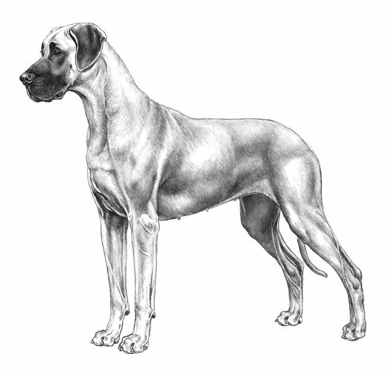 alano