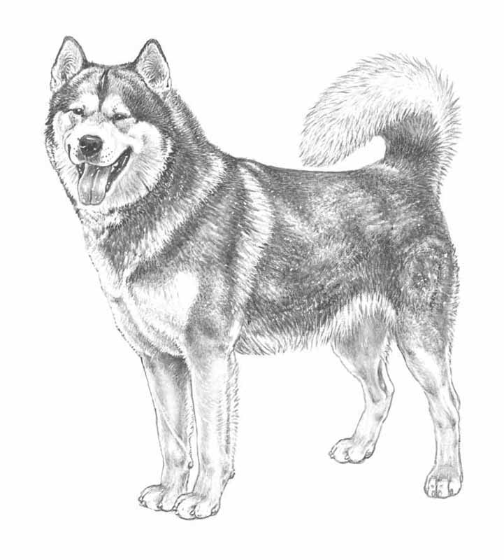 alaskan malamute