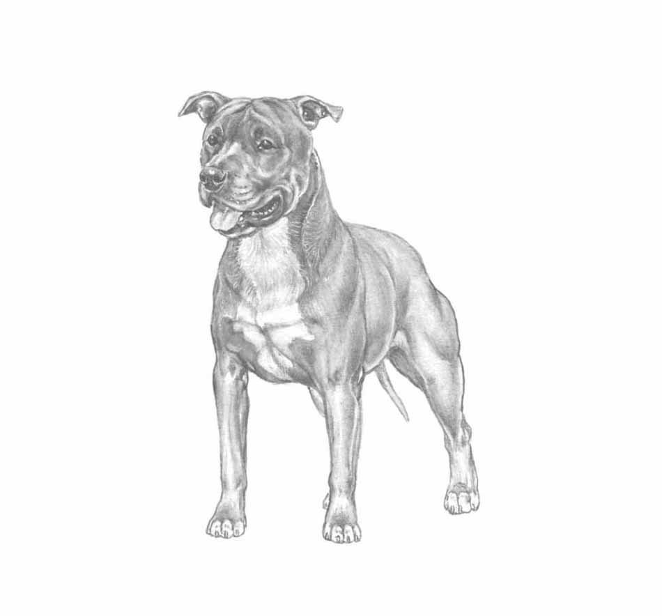 american staffordshire
