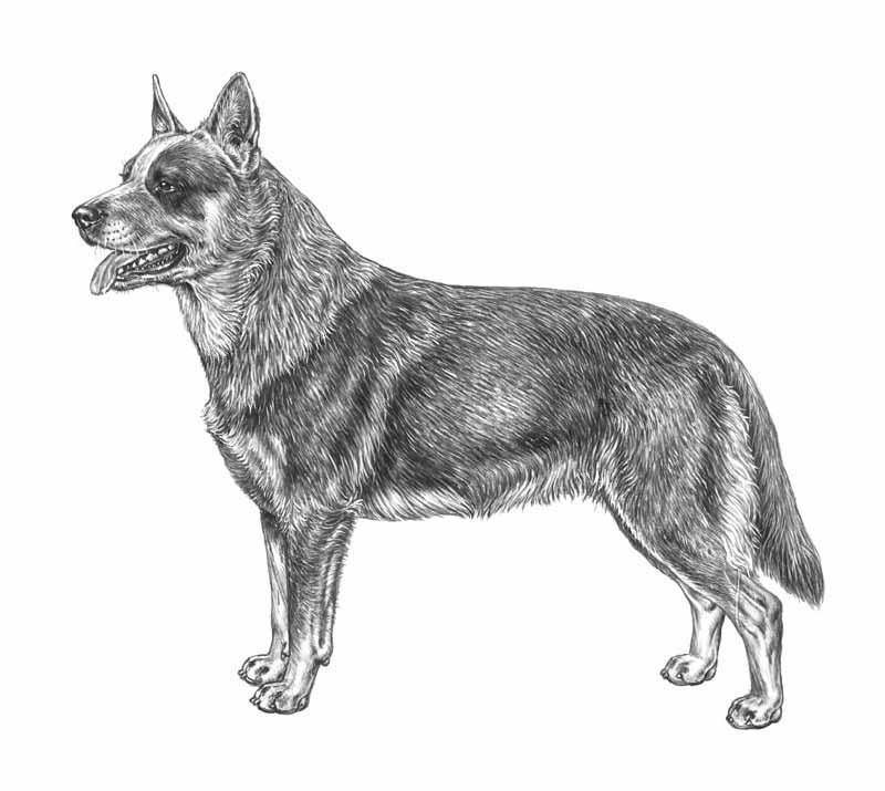 australian cattledog