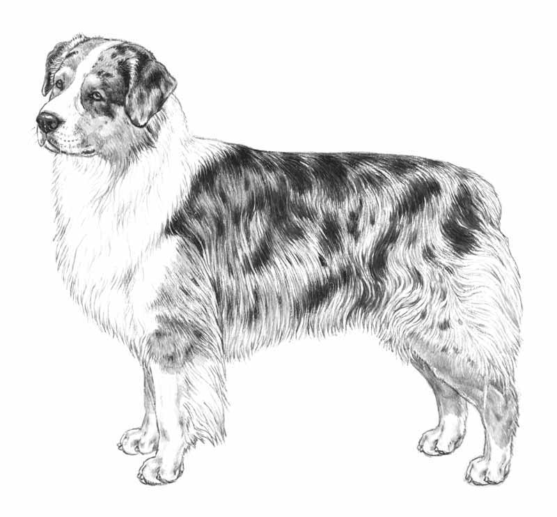 australian shepherd