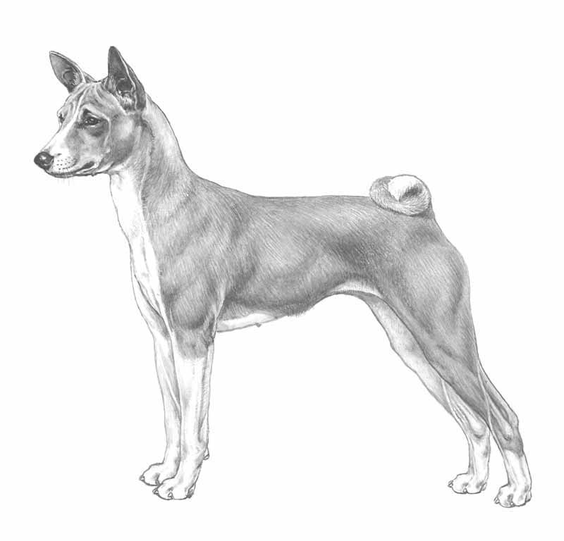 basenji