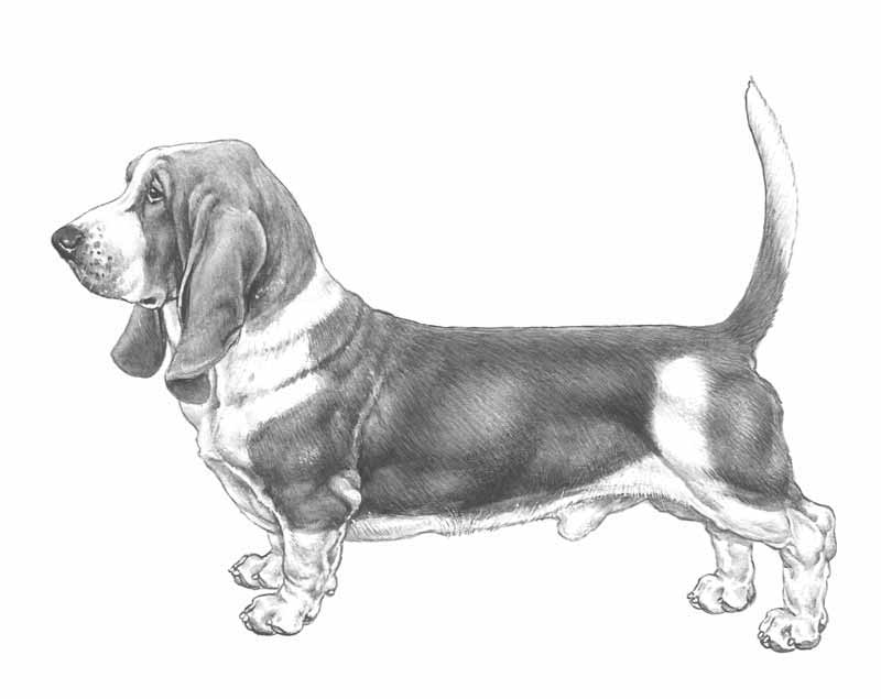 bassethound
