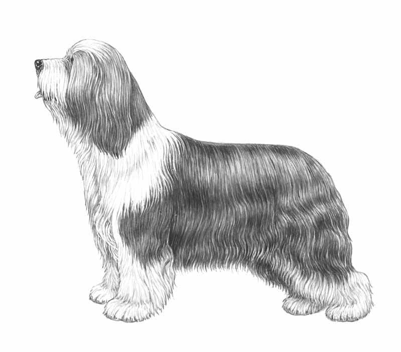 bearded collie