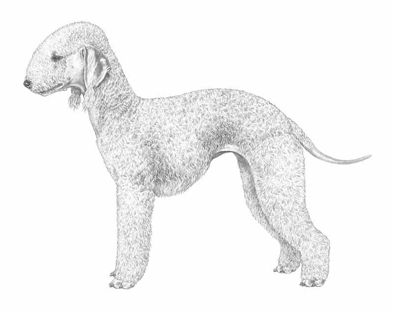 bedlington