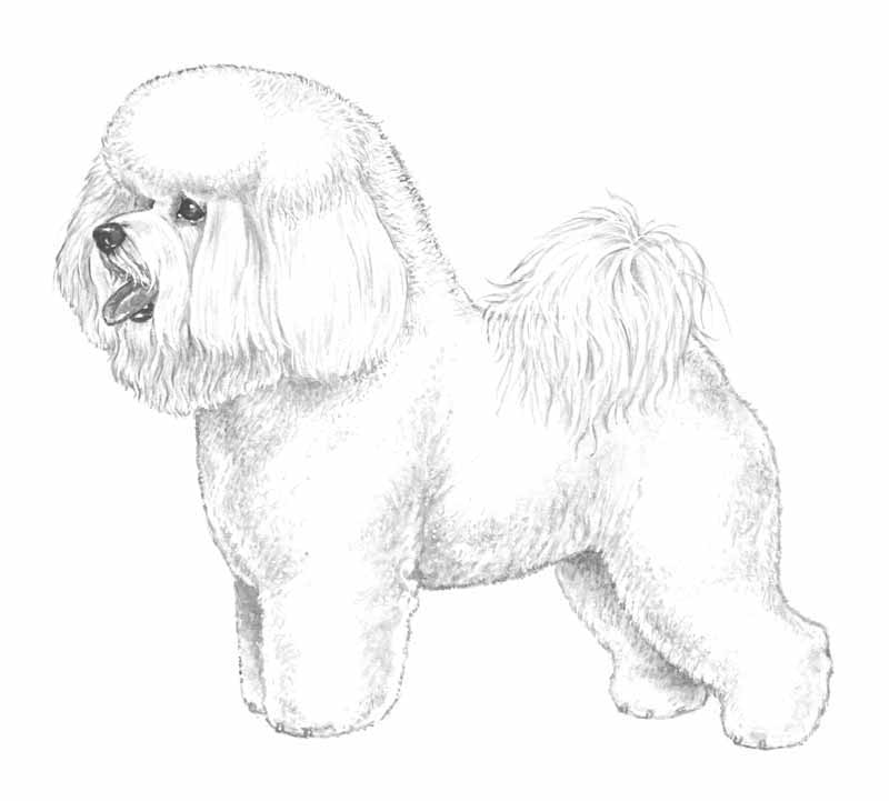 bichon