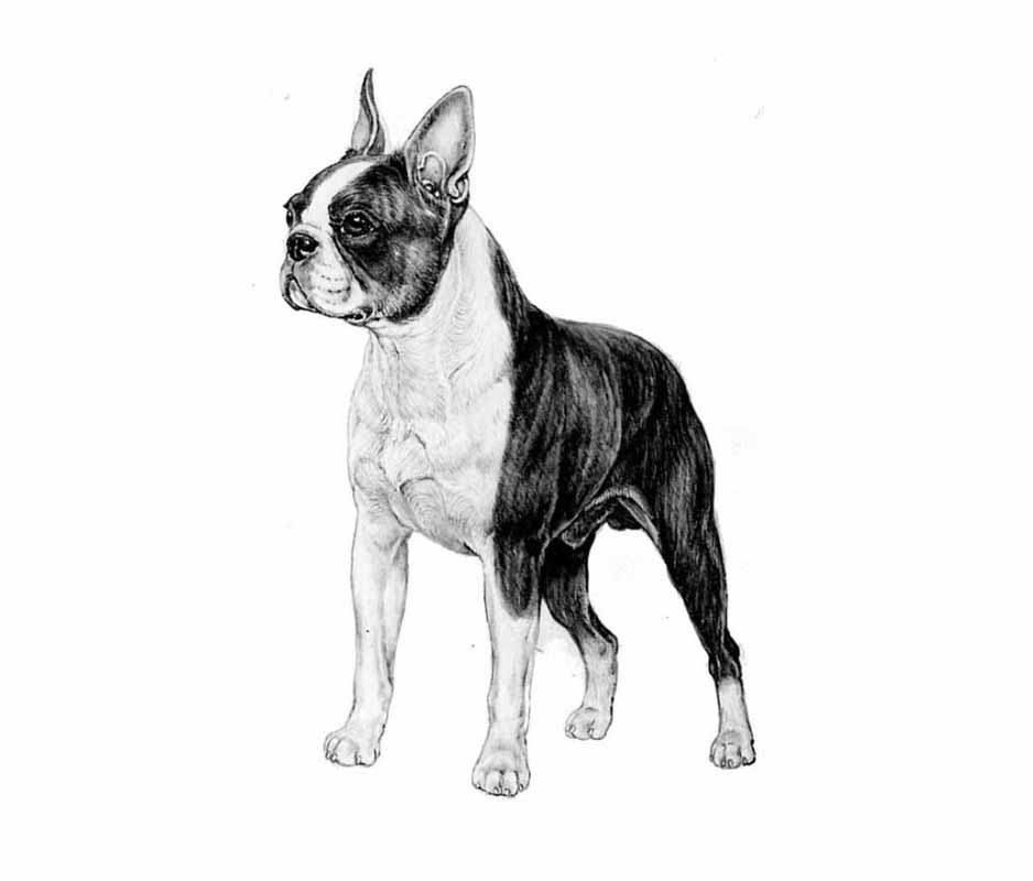 boston terrier
