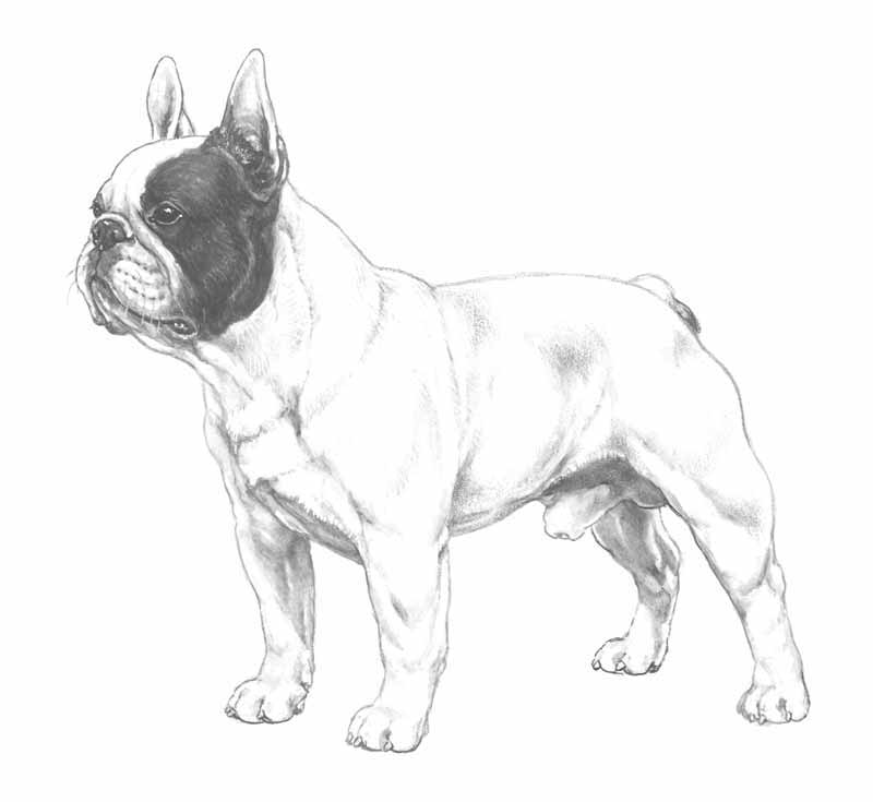 bouledogue francese