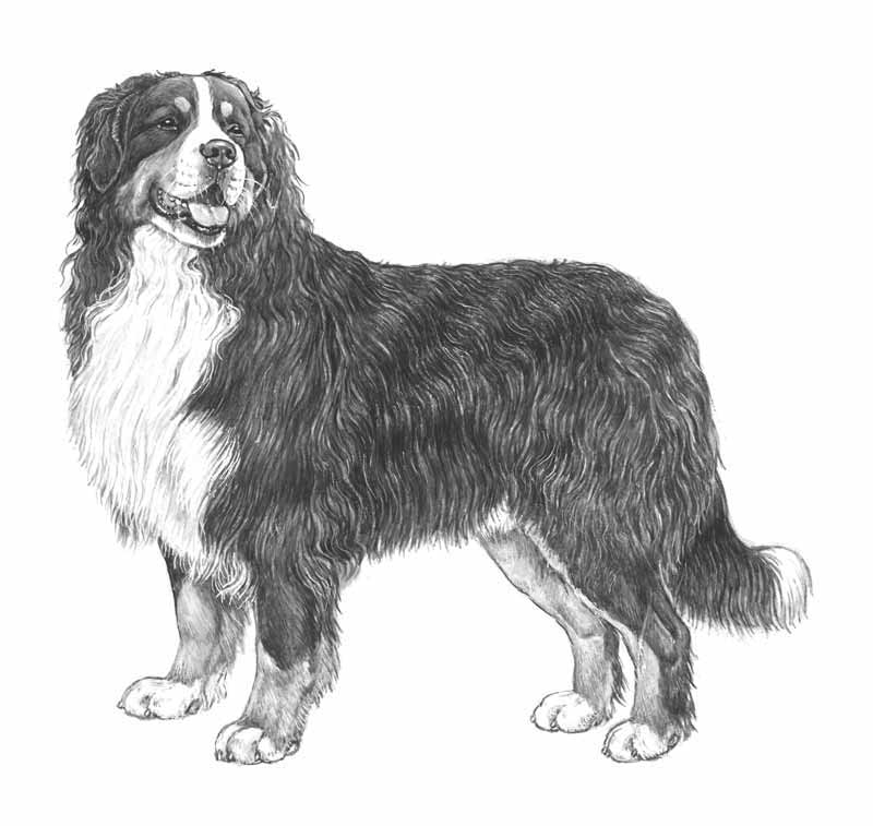bovaro del bernese
