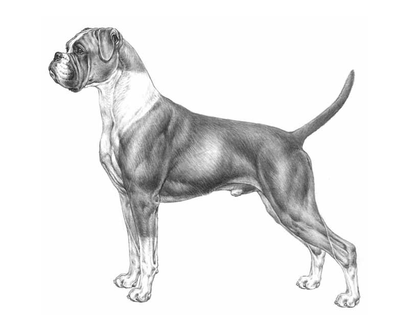 boxer