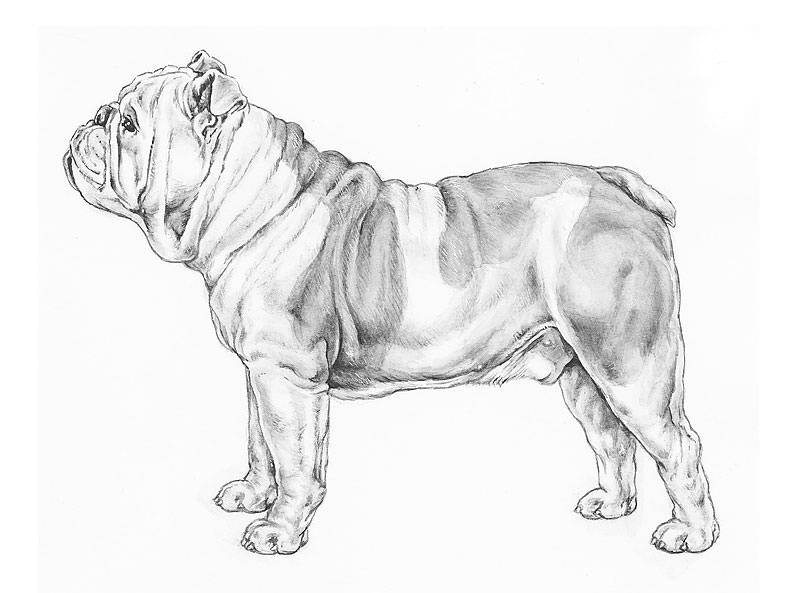 bulldog
