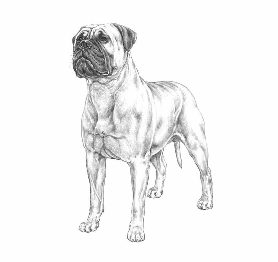 bullmastiff