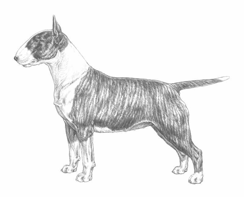 bull terrier