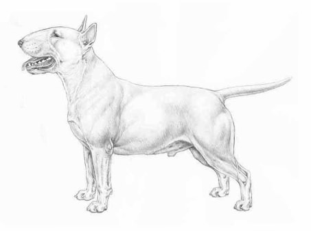 bull terrier mini