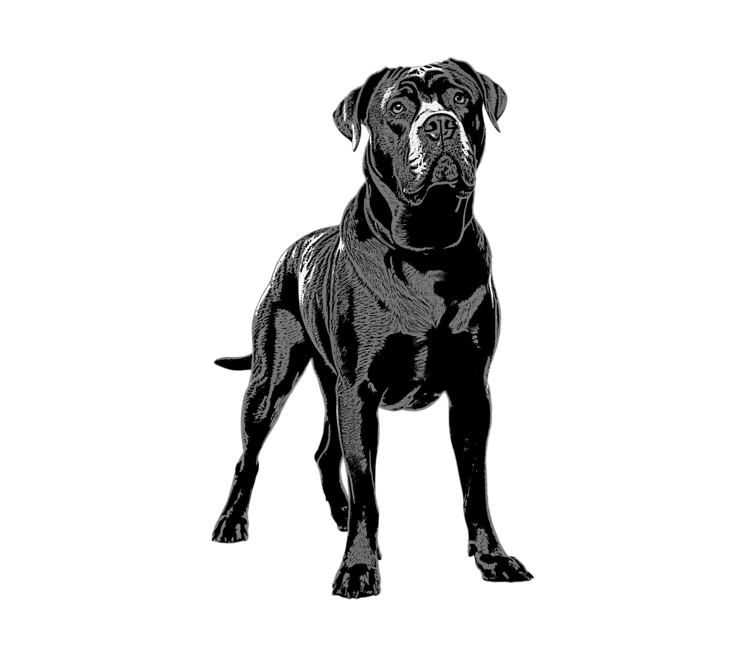 cane corso