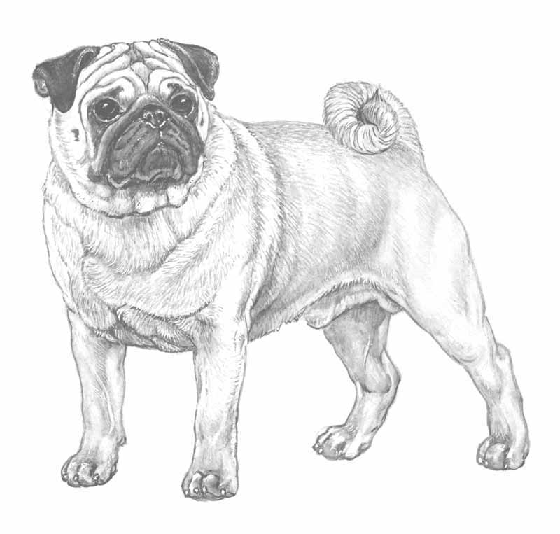 carlino