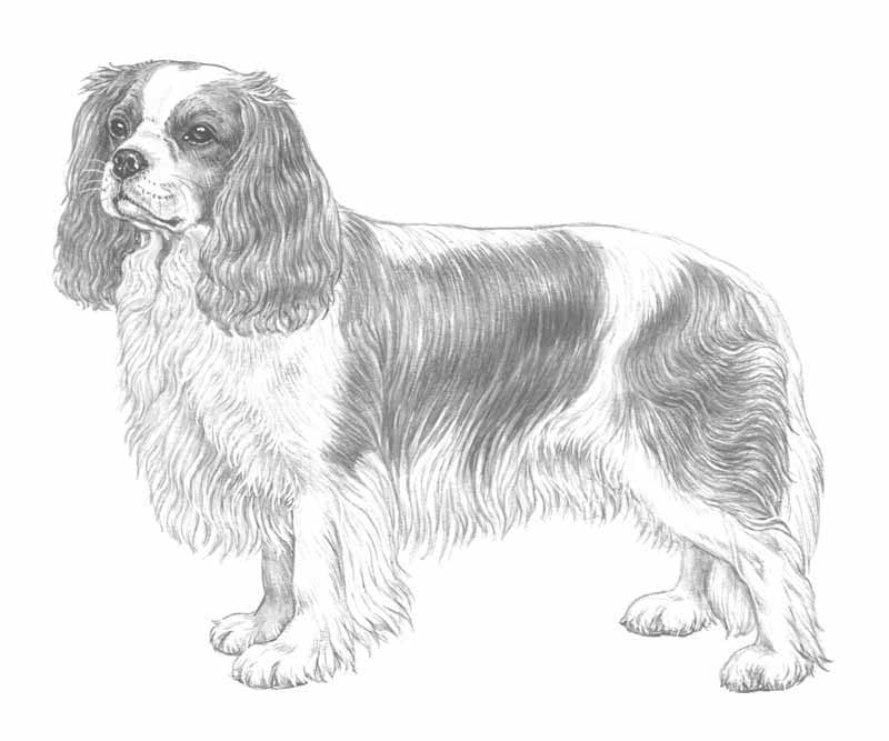 cavalier king