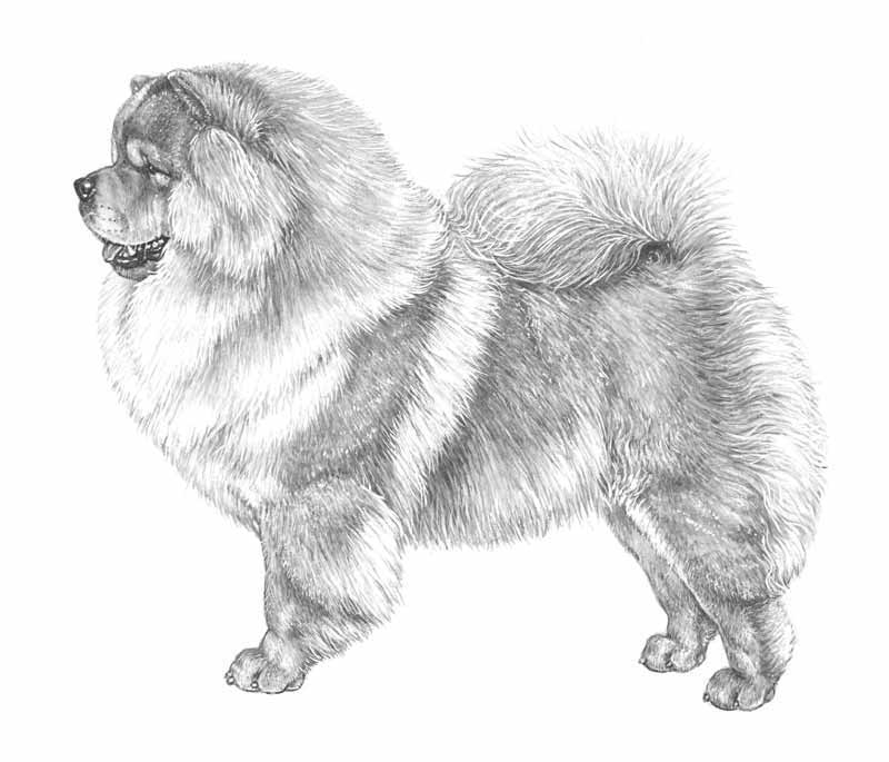 chow chow