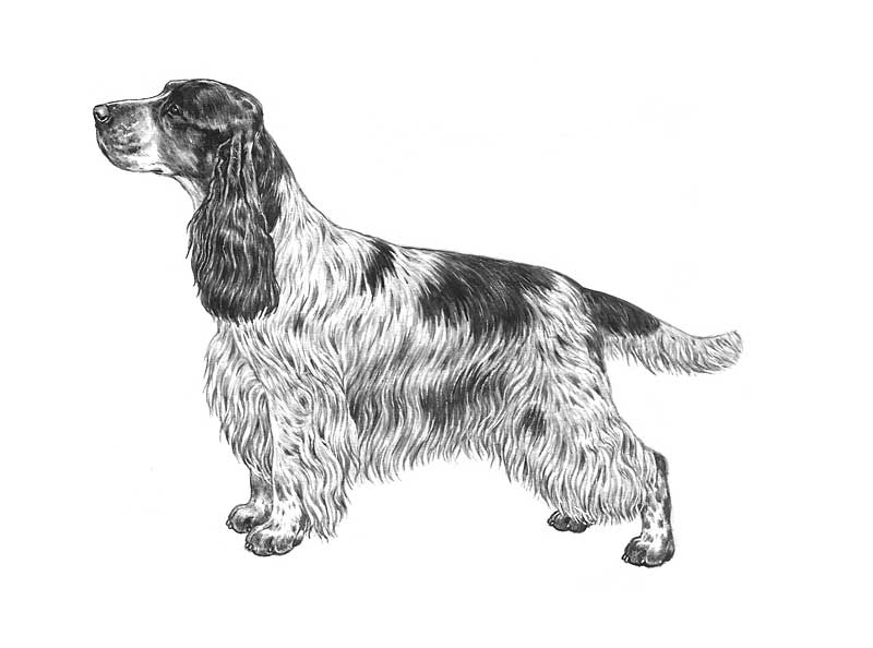 cocker