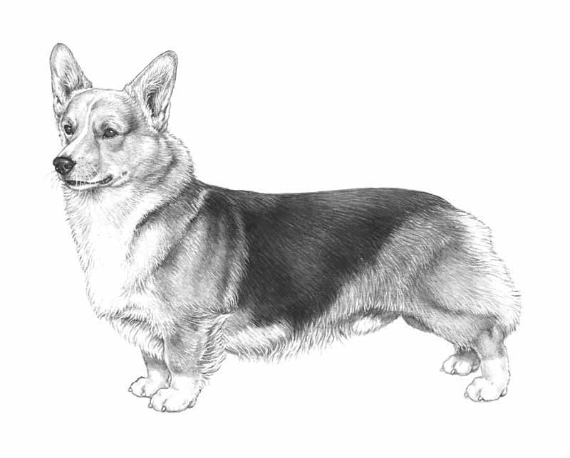 corgi pembroke