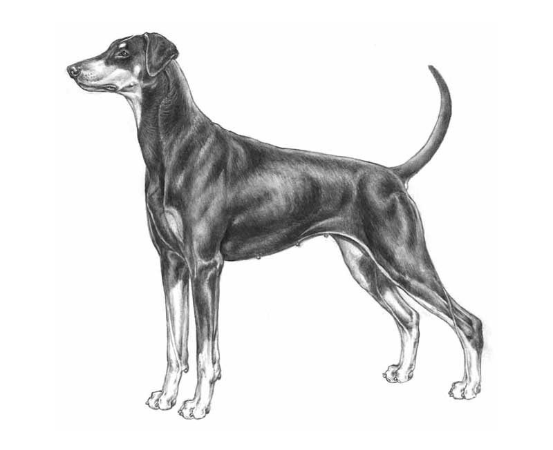 dobermann