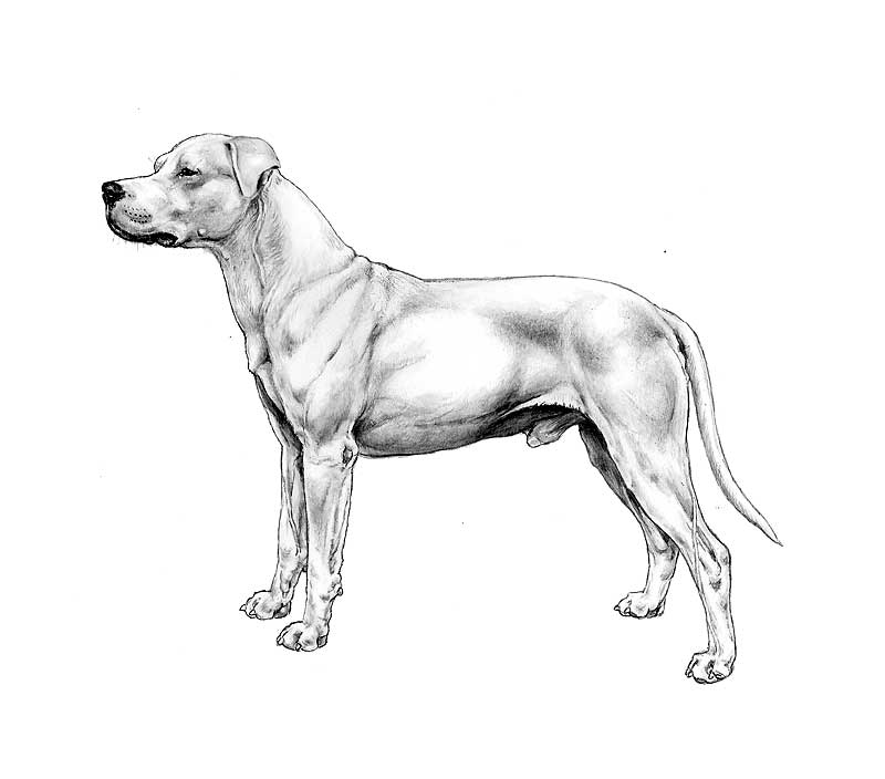 dogo argentino