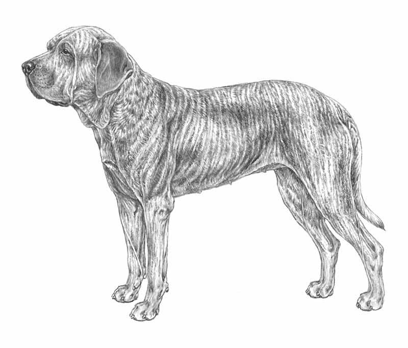 fila brasileiro