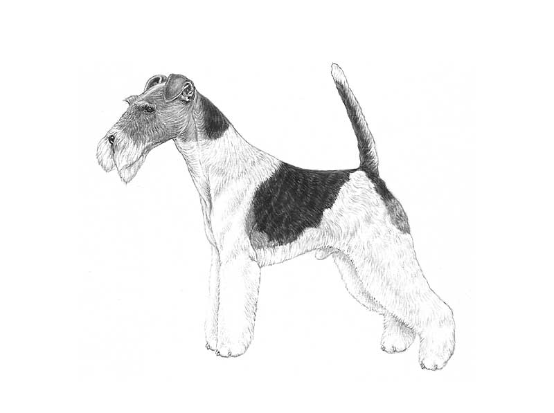 fox terrier
