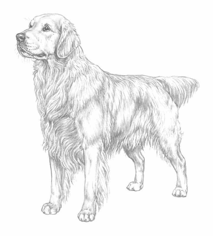 golden retriever
