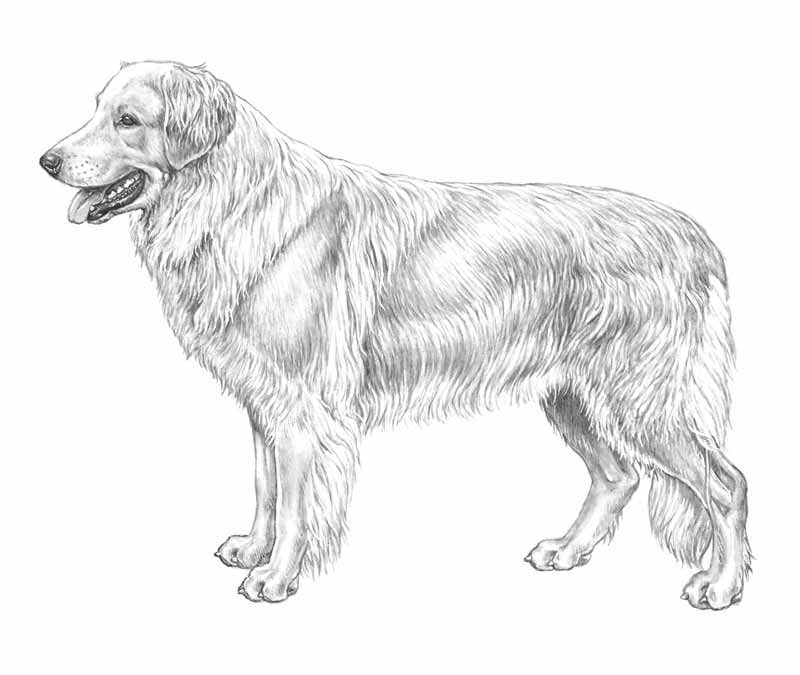 hovawart