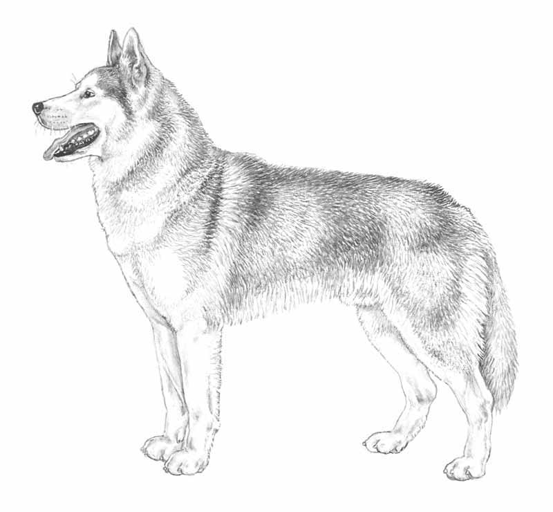 husky