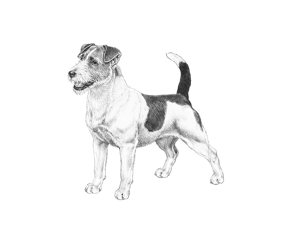 jack russell