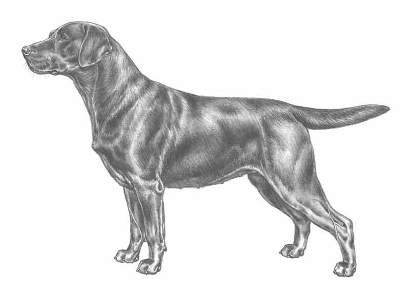 labrador