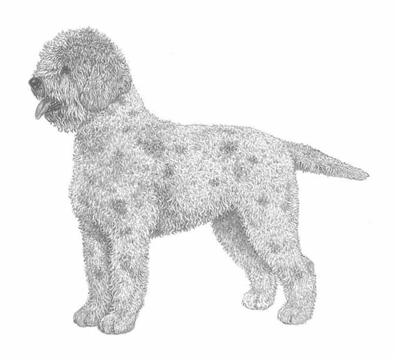 lagotto