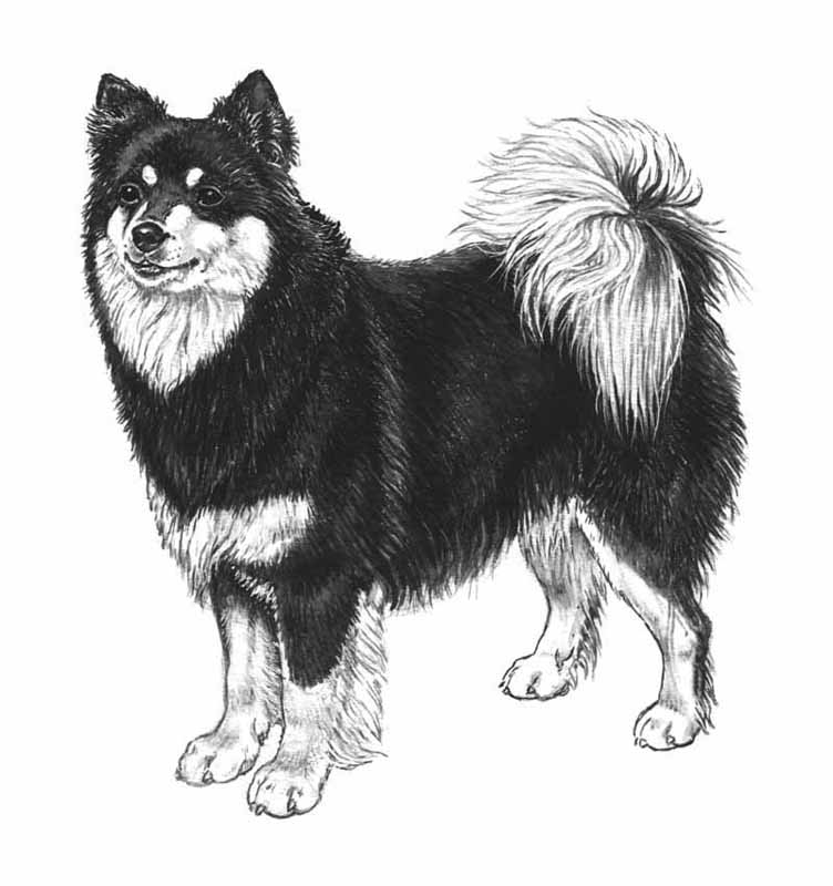 lapinkoira