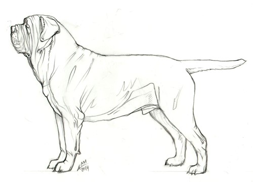 mastino