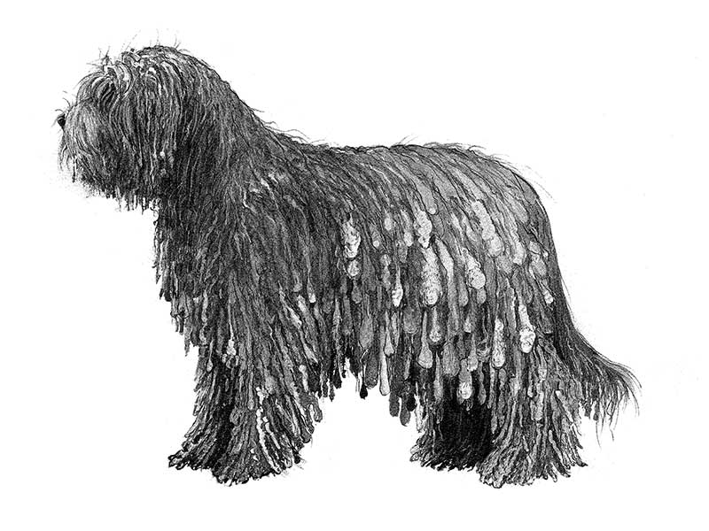 pastore bergamasco