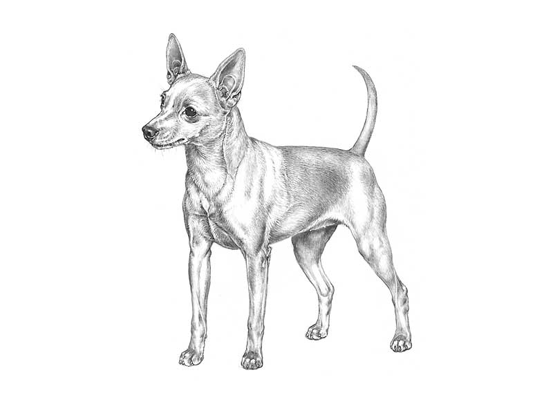 pinscher