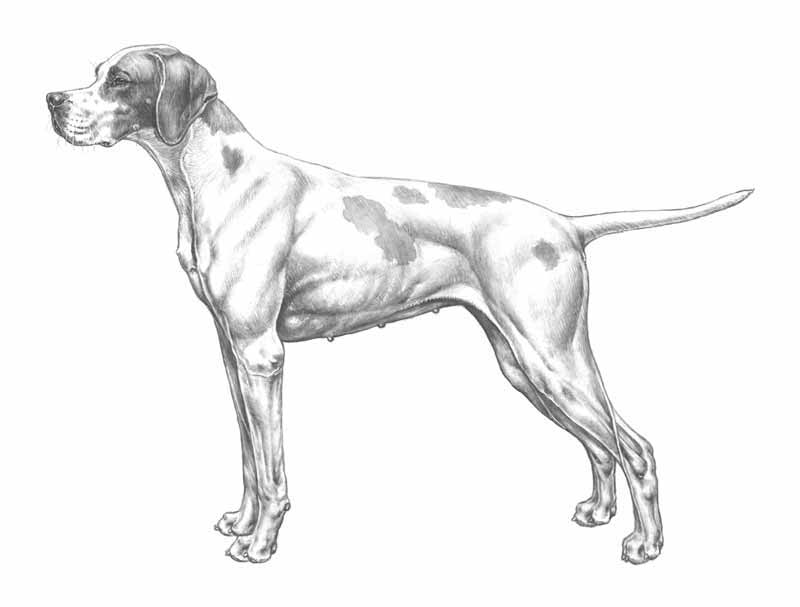pointer