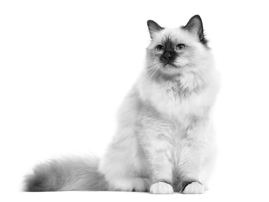 ragdoll