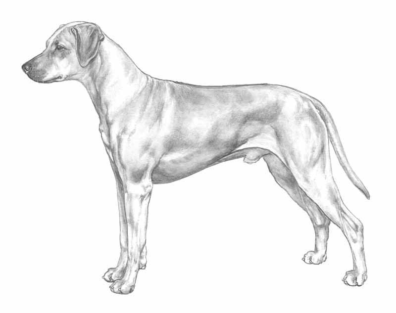rhodesian ridgeback