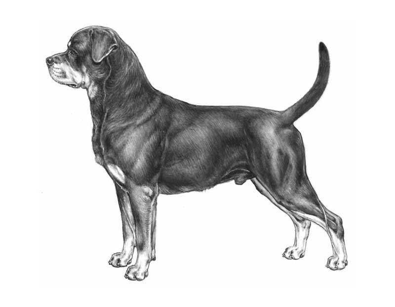 rottweiler