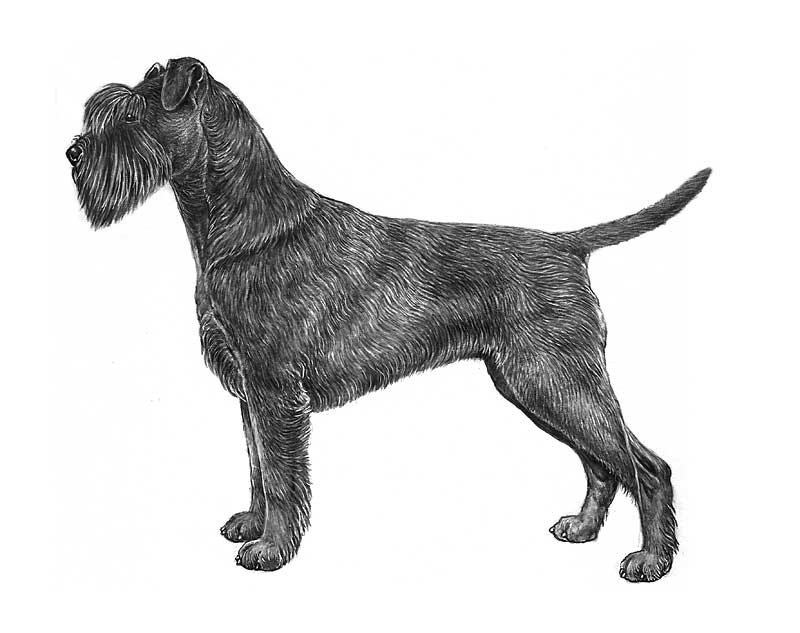 schnauzer