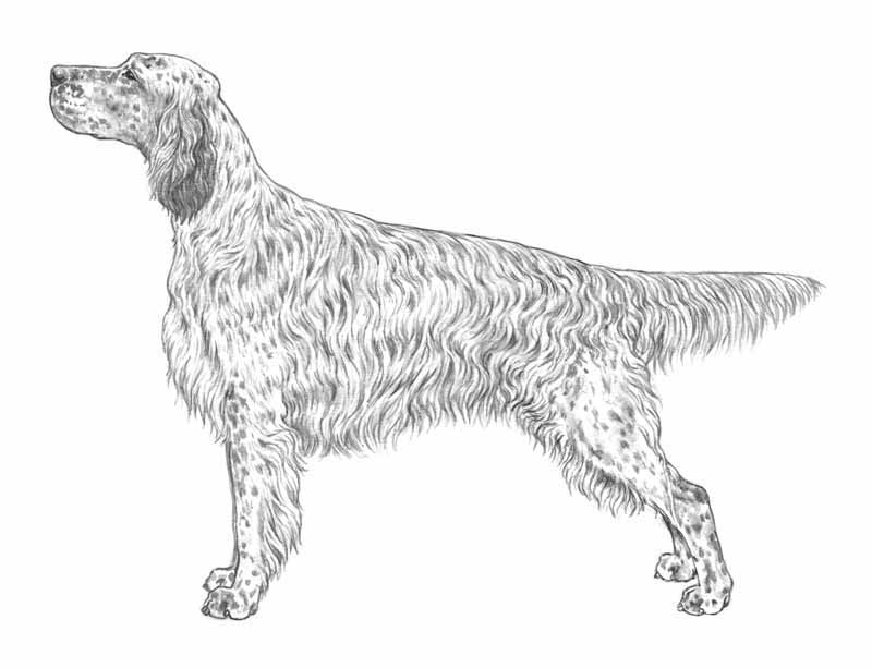 setter