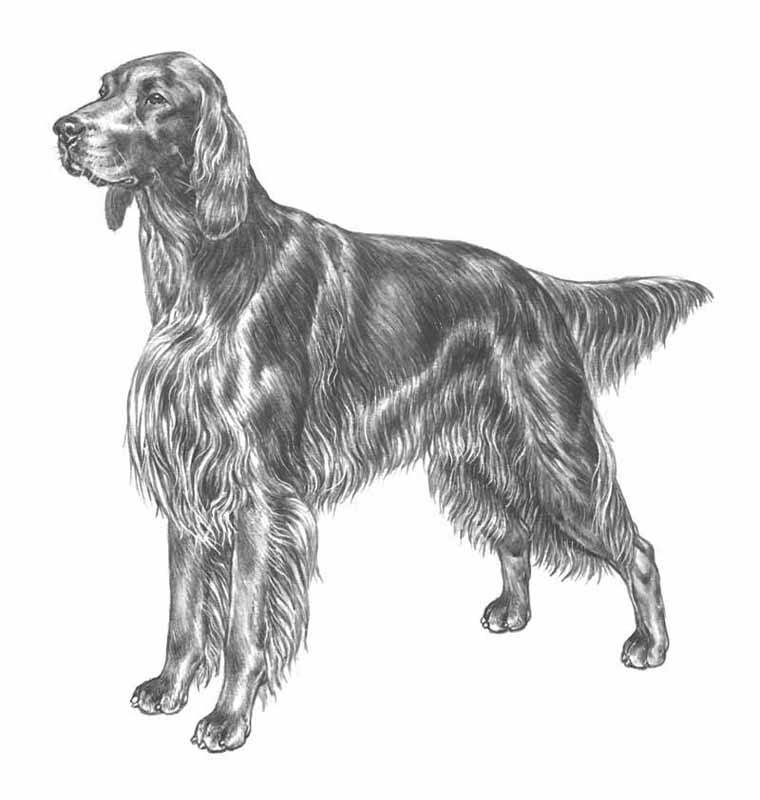 setter irlandese