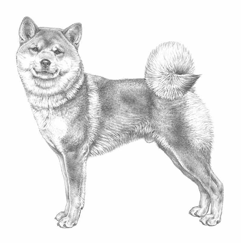 shiba inu