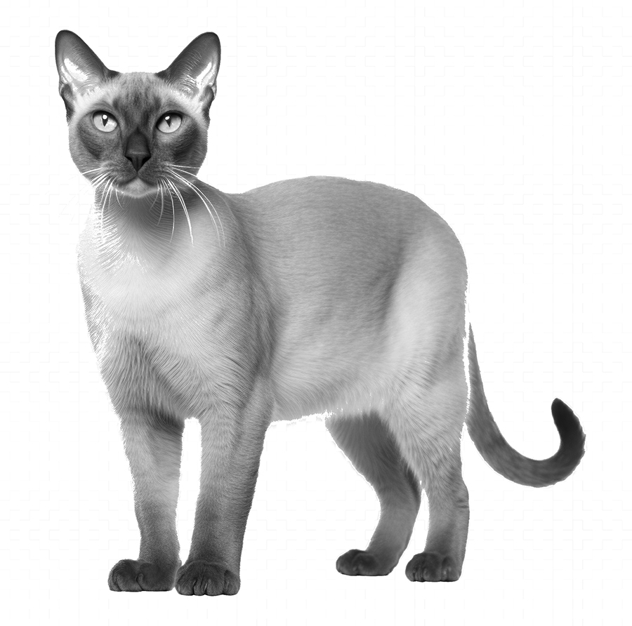 siamese